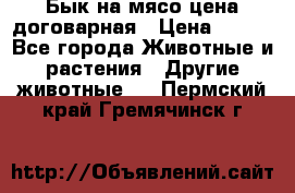 Бык на мясо цена договарная › Цена ­ 300 - Все города Животные и растения » Другие животные   . Пермский край,Гремячинск г.